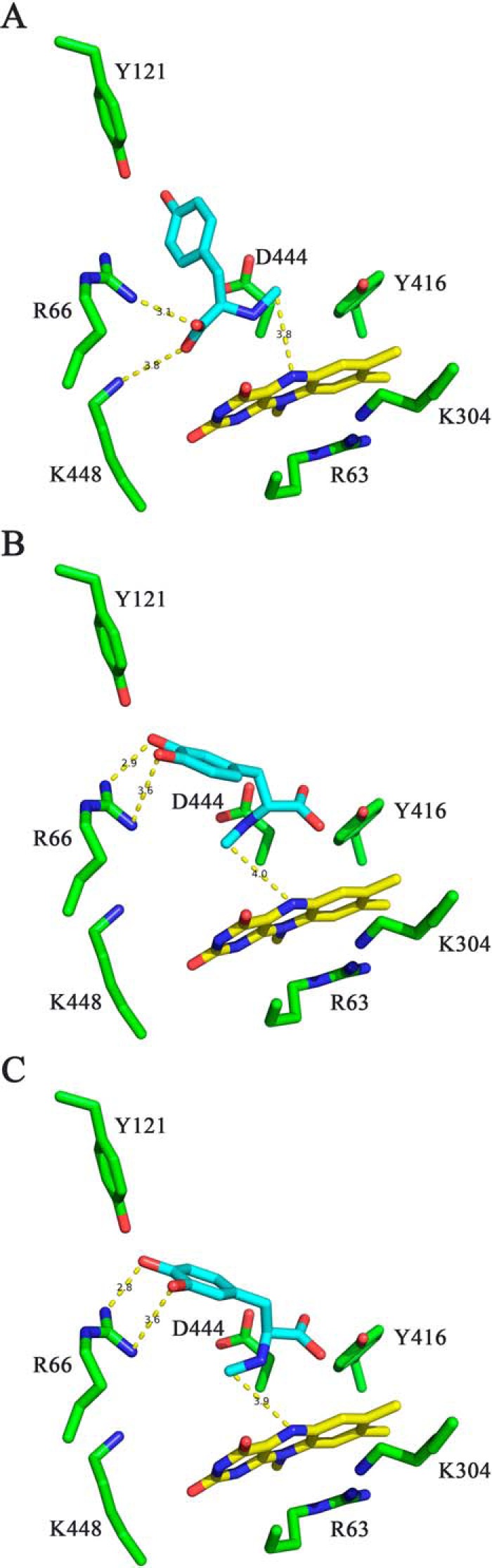 Stick representations of the suggested binding scenarios for l-N-methyl-tyrosine (A) and the two stereoisomers of N-methyl-dopa (B and C). Amino acid side chains near the binding site are shown in green. The isoalloxazine ring of FAD is shown in yellow. The docked substrates are shown in cyan. The distances of the carboxylate group of l-N-methyl-tyrosine to Arg-66 and Lys-448 and of the catechol to Arg-66 are shown as yellow dashed lines. A–C show a model for l-N-methyl-tyrosine, d-N-methyl-dopa, and l-N-methyl-dopa bound to the active site of FsqB, respectively.