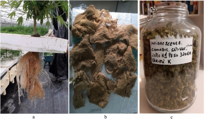 a Aeroponics hemp cultivation from Aeroponica Perrotta in Roccarainola (NA)—Italy. a Plants produced through aeroponics hemp cultivation; b Radical carpet of hemp for the extraction of substances for the pharmaceutical industry; c Inflorescences of the lower scaffolding of aeroponics hemp cultivation related to 1 m2 of carpet roots
