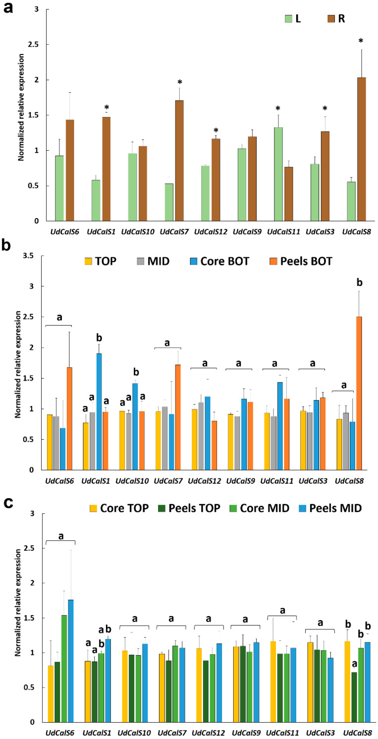 Gene expression analysis (expressed as Normalized relative expression) in (a) the leaves and roots, indicated with L/R, (b) whole internodes of the top and middle and in the inner and outer tissue of the bottom internode, referred to as Core BOT, Peels BOT and (c) in the inner and outer tissue of the top and middle internodes, indicated as Core TOP/MID, Peels TOP/MID. Error bars correspond to the standard deviation calculated from four biological replicates. Asterisks in (a) indicate statistically significant differences (p-value < 0.05) at the Student’s t-test. Different letters on the vertical bars in (b) and (c) indicate statistically significant differences (p-value < 0.05) among groups. In (b) a Kruskal–Wallis test followed by Dunn’s post-hoc test was used for UdCalS7-12-11-8, while an ANOVA one-way analysis followed by Tukey’s post-hoc test was applied to all the remaining genes [UdCalS6 F(3,11) = 2.44, p-value = 0.119; UdCalS1 F(3,11) = 16.54, p-value = 0.000; UdCalS9 F(3,12) = 3.24, p-value = 0.60; UdCalS3 F(3,11) = 1.92, p-value = 0.184; UdCalS10 F(3,11) = 9.44, p-value = 0.002]; in (c) a Kruskal-Wallis test followed by Dunn’s post-hoc test was used for UdCalS1-11, while all the other genes were analysed with an ANOVA one-way followed by Tukey’s post-hoc test [UdCalS6 F(3,10) = 3.01, p-value = 0.081; UdCalS10 F(3,12) = 0.62, p-value = 0.661; UdCalS7 F(3,12) = 2.95, p-value = 0.75; UdCalS12 F(3,12) = 1.53, p-value = 0.256; UdCalS9 F(3,10) = 0.72, p-value = 0.562; UdCalS3 F(3,11) = 1.28, p-value = 0.342; UdCalS8 F(3,12) = 11.81, p-value = 0.001].
