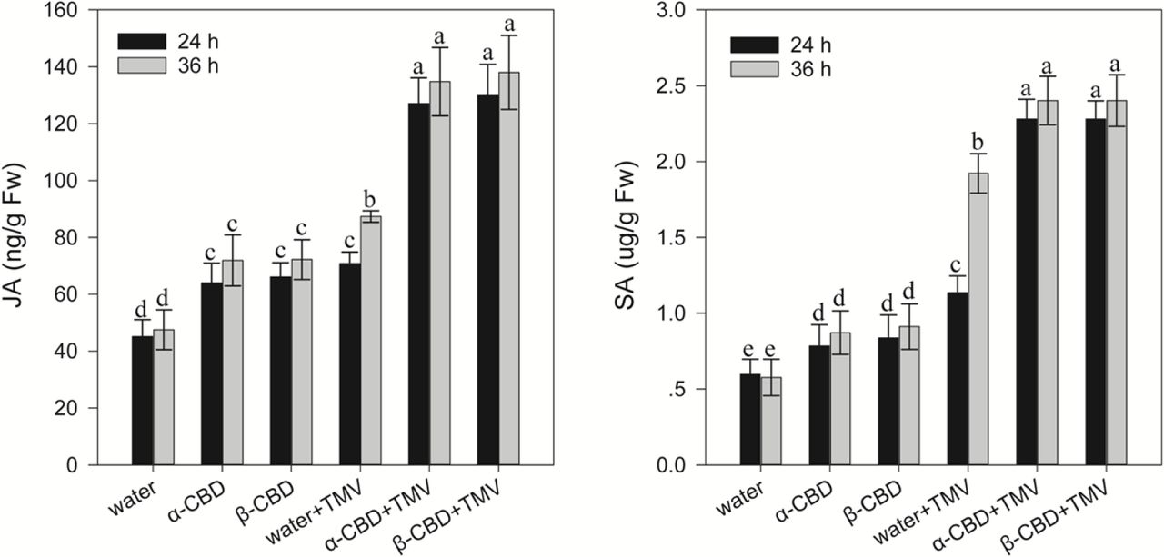 Effect of α-CBD and β-CBD on the contents of JA and SA at 24 h and 36 h after CBD treatment under TMV infection.