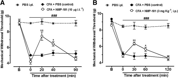 Effect of NMP-181 delivered via i.t. (A) or i.p. (B) on the mechanical hyperalgesia induced by intraplantar delivery of CFA. Each circle represents the mean responses from 7–8 animals and the error bars indicate the S.E.M. Control values (indicated by black circles) are from animals injected with 5% of DMSO in PBS and the asterisks denote the significance relative to the control group. *P<0.05; **P<0.01 and ###P<0.001 when compared to PBS intraplantar group (two-way ANOVA followed by Tukey’s test).