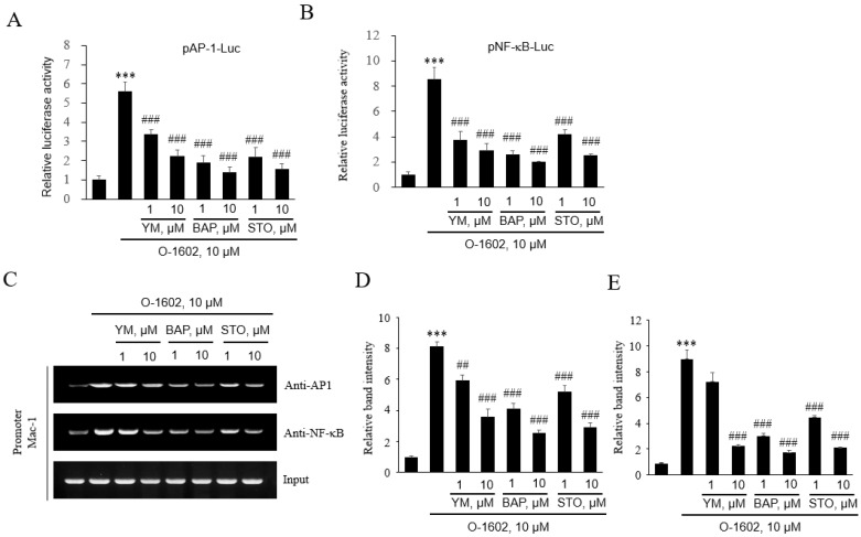 Effects of YM254890, BAPTA-AM, and STO-609 on O-1602-induced expression of AP-1 and NF-κB in THP-1 cells. THP-1 cells were pretreated with the indicated concentrations of inhibitors for 1 h, and then treated with 10 μM O-1602 for 24 h. Mac-1 mRNA, promoter activity, and protein expression were analyzed by reporter gene assay and chromatin immunoprecipitation (ChIP) assay. The AP-1 (A) and NF-B (B) luciferase activities are represented as the mean ± SEM from five to six independent experiments. (C–E) Binding of AP-1 and NF-κB to the Mac-1 promoter was detected by ChIP assay. Representative images (C) and quantitative histograms of the ChIP assay (D for AP-1 and E for NF-κB). The results are presented as the mean ± SEM of three independent experiments. Statistical significance: *** p < 0.001 vs. untreated control cells, ## p < 0.01 and ### p < 0.001 vs. O-1602-treated cells.