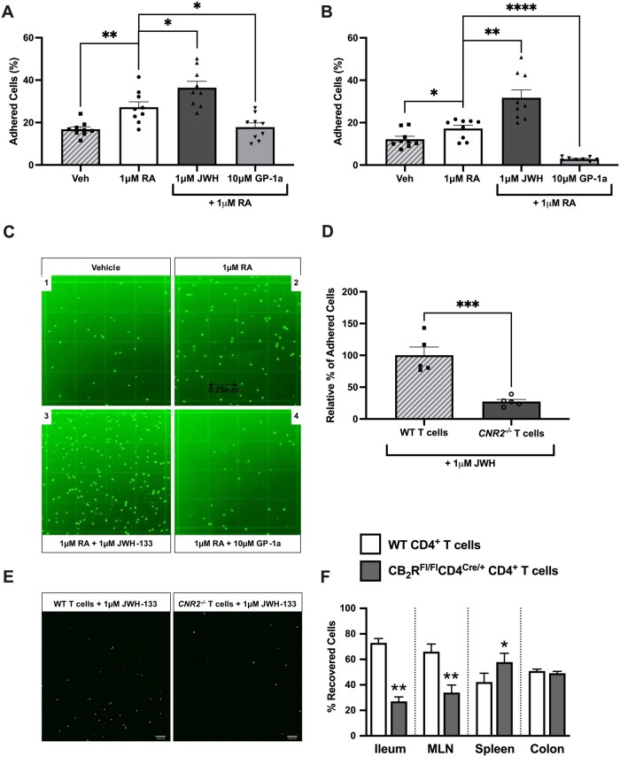 This six-panel figure shows a significant increase in T cell adherence in response to RA treatment, with an even greater significant increase in response to RA + JWH-133 and a decrease in response to RA + GP-1a in both (A) MAdCAM-1 coated plates and (B) MAdCAM-1 expressing endothelial cells. Panel C provides representative fluorescent micrographs of the latter. Panel D shows a significant decrease in T cell adherence even in the presence of RA + JWH-133 in CNR2-/- T cells with panel E corroborating that finding with representative micrographs. Panel F shows that CB2R deficient T cells exhibit significantly decreased trafficking to ileal and MLN tissue in RAG1-/- recipients, with those cells being retained in the spleen instead. In contrast, colonic trafficking was unaffected.