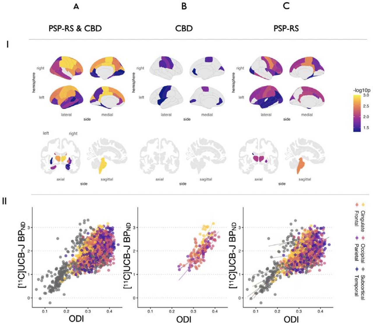 Local associations between ODI and [11C]UCB-J BPND in (A) total sample of patients, (B) CBD and (C) PSP-RS separately.I: Statistical p values for regions surviving FDR correction are overlaid on cortical and subcortical brain templates. II: Scatter plots showing the relationships between ODI and [11C]UCB-J BPND for all regions surviving FDR correction, coloured by lobes and subcortex. Abbreviations: ODI = Orientation Dispersion Index. PSP-RS = Progressive Supranuclear Palsy-Richardson’s Syndrome; CBD = amyloid negative Corticobasal Syndrome.