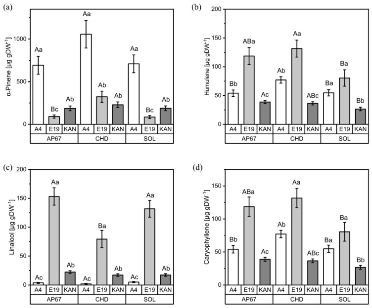 Concentrations (µg g DW−1) of α-pinene (a), humulene (b), linalool (c) and caryophyllene (d) for the different strains (A4, E19 and KAN) under the three light spectra (SOL, AP67 and CHD). Means covered by at least one identical letter did not differ significantly, as indicated by a Tukey test (α = 0.05). Lowercase letters indicate comparisons between strains within light spectra; uppercase letters indicate comparisons between light spectra within strains. Error bars indicate the standard errors of the means (n = 3).