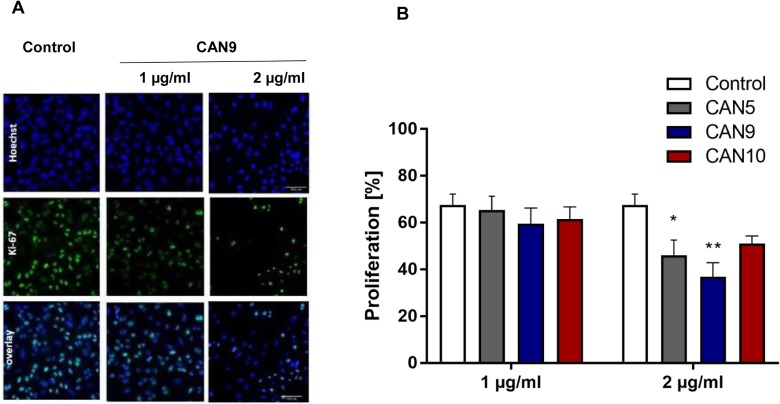 Anti-proliferative effect of Cannabis extracts on cancer cells.A549 cells were treated with 1-2 μg/ml CAN5, CAN9 or CAN10 extracts or control (DMSO) for 48 h. Cells were stained with anti-proliferation marker Ki67 antibody and counterstained with Hoechst. Percentage proliferation was calculated as % of Ki67-positive cells out of total cells. (A) Representative images of control and CAN9 treatment (1-2 μg/ml). Blue - Hoechst, green - Ki67, Turquoise - overlay of Hoechst and Ki67. (B) Bar chart presents % proliferation following incubation with CAN5, CAN9 or CAN10. Data are presented as mean ± SE (N=5). Asterisks indicate statistically significant differences between extract treatments vs. control. (*P < 0.05, **P < 0.005, ***P < 0.0005; two-way ANOVA with Bonferroni's post hoc multiple comparisons test).