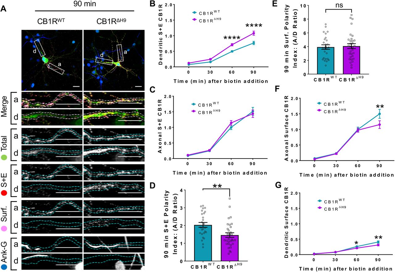 H9 both restricts delivery of CB1R to the dendritic membrane and plays a role in surface retention of CB1R.The trafficking of RUSH SBP-EGFP-CB1R following release with biotin was monitored after 0 (no biotin), 30, 60, and 90 minutes in DIV 13 hippocampal neurons. A) Representative confocal images of hippocampal neurons expressing SBP-EGFP-CB1RWT or SBP-EGFP-CB1RΔH9 90 minutes after release with biotin. Upper panels for each condition show whole cell field of view and lower panels are enlargements of axonal (a) and dendritic (d) ROIs. Green = total; red = surface+endocytosed; magenta = surface; blue = axon marker (Ankyrin-G). Merge: surface to total seen as white; endocytosed to total seen as yellow. B) Quantification of data represented in (A). Time-resolved analysis of surface+endocytosed receptors shows significantly more SBP-EGFP-CB1RΔH9 reaches the surface of dendrites than SBP-EGFP-CB1RWT, indicating that H9 may play a role in restricting delivery to the dendritic surface. Two-way ANOVA with Sidak’s post hoc test. Three to seven independent experiments, n = 26-63 neurons per condition. (60 min, WT vs. ΔH9: 0.497 ± 0.022 vs. 0.711 ± 0.036; N = 8, n = 63 vs. N = 8, n = 48; ****p <0.0001. 90 min, WT vs. ΔH9: 0.766 ± 0.054 vs. 1.08 ± 0.066; N = 4, n = 26 vs. N = 4, n = 31; ****p <0.0001). C) Quantification of data represented in (A). Time-resolved analysis of surface+endocytosed receptors shows no difference between SBP-EGFP-CB1RWT and SBP-EGFP-CB1ΔH9 in reaching the surface of the axon. Two-way ANOVA with Sidak’s post hoc test. N = three to seven independent experiments, n = 26-63 neurons per condition. (0, 30, 60, 90 min; WT vs. ΔH9: p > 0.2459). D) Quantification of data represented in (A). Analysis of surface+endocytosed polarity demonstrates a defect in polarised delivery of SBP-EGFP-CB1RΔH9 compared to SBP-EGFP-CB1RWT. Unpaired t-test. N = four independent experiments, n = 26-31 neurons per condition. (WT vs. ΔH9: 2.03 ± 0.136 vs. 1.46 ± 0.13; N = 4, n = 26 vs. N = 4, n = 31; **p = 0.0038). E) Quantification of data represented in (A). Analysis of surface polarity revealed no difference between SBP-EGFP-CB1RWT and SBP-EGFP-CB1ΔH9. Unpaired t-test. N = four independent experiments, n = 26-31 neurons per condition. (3.935 ± 0.329 vs. 4.075 ± 0.361; N = 4, n = 26 vs. N = 4, n = 31; nsp = 0.7797). F) Quantification of data represented in (A). Time-resolved analysis of surface receptors shows significantly less SBP-EGFP-CB1ΔH9 than SBP-EGFP-CB1RWT on the surface of axons 90 minutes after release, most likely due to increased endocytosis of the ΔH9 mutant. Two-way ANOVA with Sidak’s post hoc test. N = three to eight independent experiments, n = 26-63 neurons per condition. (90, WT vs. ΔH9: 1.498 vs. 1.154; N = 4, n = 26 vs. N = 4, n = 31; **p = 0.0066). G) Quantification of data represented in (A). Time-resolved analysis of surface receptors shows significantly less SBP-EGFP-CB1ΔH9 than SBP-EGFP-CB1RWT on the surface of dendrites 60 and 90 minutes after release, most likely due to increased endocytosis. Two-way ANOVA with Sidak’s post hoc test. N = three to eight independent experiments, n = 26-63 neurons per condition. (60, WT vs. ΔH9: 0.262 ± 0.013 vs. 0.21 ± 0.018; N = 8, n = 63 vs. N = 8, n = 48; *p = 0.0232. 90, WT vs. ΔH9: 0.408 ± 0.038 vs. 0.312 ± 0.030; N = 4, n = 26 vs. N = 4, n = 31; **p = 0.0011).