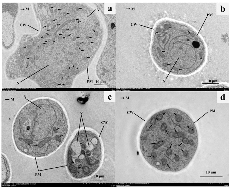 Transmission electron micrographs (TEM) of C. gloeosporioides treated with α-MG. The control mycelia plasma was homogenous, and the cell wall (CW), undulated plasmalemma (PM), and intracellular organelles, including the nucleus (N), mitochondria (M, black arrows), and vacuoles (V), unbroken and normal structures (a). Sections of C. gloeosporioides treated with 500 μg·mL−1 α-MG demonstrated tumefaction and decreasing mitochondria (b,c). C. gloeosporioides hypha exposed to 4.5 μg·mL−1 carbendazim showed disorganization of the hyphae nuclear membrane and nucleolus (d). Bars: 10 μm.