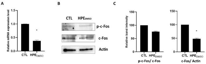 Effects of HPEDMSO on c-Fos production and activation. (A) Cells were treated with 0.1 mg/mL HPEDMSO for 24 h and then the mRNA was extracted and analyzed by RT-PCR. c-Fos mRNA level was reported as relative mRNA expression level with respect to 18S mRNA (2−ΔΔCt method); (B) Cells were treated as described in A and then proteins were extracted and analyzed by western blot using anti-c-Fos/p-c-Fos and anti-actin antibodies; (C) Densitometric analysis of bands obtained in western blot experiment, performed by ImageJ. Results are expressed as mean ± SEM of data obtained by three independent experiments. * p < 0.05 vs. CTL.