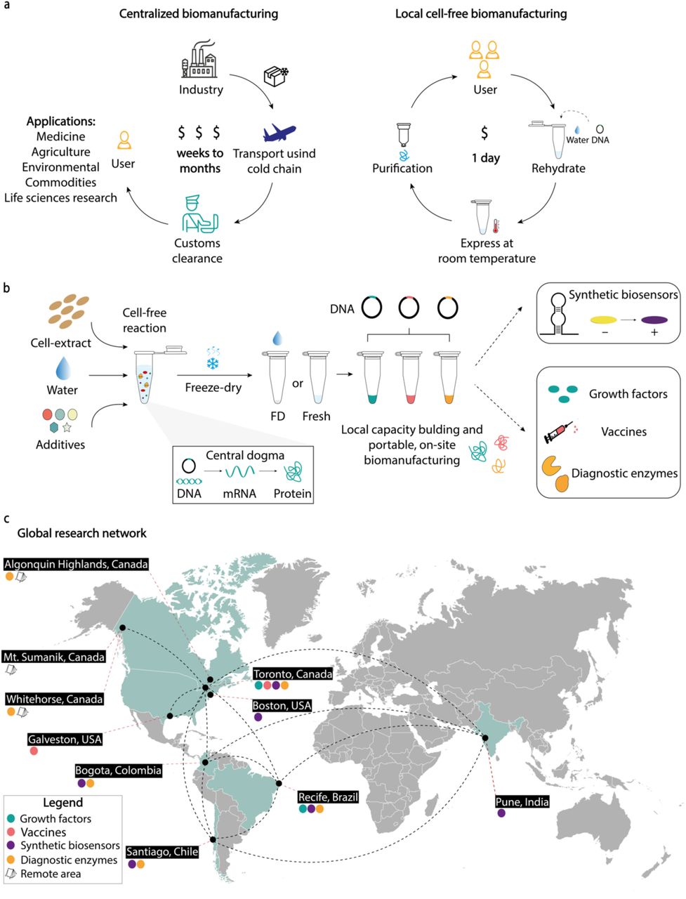 Decentralizing biomanufacturing enables equitable biotechnology access by enhancing local capacity.(a) Traditional centralized biomanufacturing approaches rely on costly, time-intensive workflows that require cold-chain logistics and customs clearance, limiting access to biotechnology in resource-limited settings. Although this centralized biomanufacturing model is well-established and offers significant benefits to those who can afford them, in the form of consistent product performance with quality control, the high cost to lower resourced nations is limiting, especially during global events of supply chain disruptions, like in public health emergencies, natural disasters, and military conflicts. This was particularly evident during the COVID-19 pandemic when countries in the Global South struggled to obtain essential diagnostic reagents, highlighting the fragility of dependence on centralized biomanufacturing systems. Moreover, users in the Global South often face 1- to 4-month delays in receiving bioreagents, which cost two to three times more than in countries in the Global North. Cell-free biomanufacturing, in contrast, enables decentralized, rapid, and cost-effective on-site production of bioreagents—including growth factors, vaccines, biosensors, and diagnostic enzymes—accessible to any user within one day using FD-CFPS reaction mixtures and DNA templates. This synthetic biology platform provides scalable molecular biosynthesis for global health, industry, research, and education. (b) Schematic of the cell-free reaction process illustrating how fresh or freeze-dried lysates, combined with molecular instructions (DNA template) and essential molecules, enable transcription and translation to produce the desired product. This can enhance global biotechnology capacity building by enabling on-site production of diagnostic and therapeutic tools with minimal infrastructure. Looking ahead, we envision a system that combines FD-CFPS and on-site biomanufacturing, enabling rapid and reliable diagnostics to monitor patients for infection and bedside therapeutic production for real-time patient care. (c) Our global research network demonstrates the feasibility of driving decentralized biomanufacturing across diverse regions and settings. Collaborative efforts span the Global North and Global South; we establish the reproducibility and scalability of cell-free expression and low-cost purification platforms for producing high-value bioproducts. Experimental locations include Canada, the USA, Chile, Brazil, Colombia, India, and three geographically distant sites in Canada, highlighting the role of international partnership in this study.