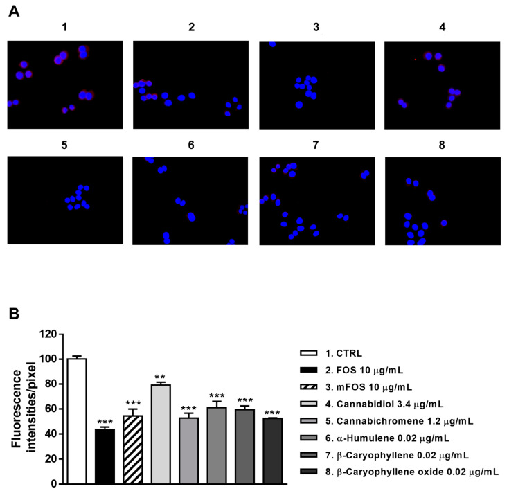 Modulation of CB2 receptor expression in MDA-MB-468 cells detected after 24 h treatment with 10 μg/mL FOS (organic extract from Felina 32 hemp inflorescences collected in September), the corresponding mFOS cocktail, and with the nonintoxicating phytocannabinoids and caryophyllane sesquiterpenes contained in FOS extract. (A) Representative images obtained at immunofluorescence analysis. (B) Densitometric analysis of immunofluorescence carried out by the free software ImageJ (n = 6). ** p < 0.01 and *** p < 0.001, significant difference respect to the control (ANOVA + Dunnett’s Multiple Comparison PostTest). 1. Control; 2. FOS; 3. mFOS; 4. Cannabidiol, 3.4 μg/mL; 5. Cannabichromene, 1.2 μg/mL; 6. α-Humulene, 0.02 μg/mL; 7. β-Caryophyllene, 0.02 μg/mL; 8. β-Caryophyllene oxide, 0.02 μg/mL.