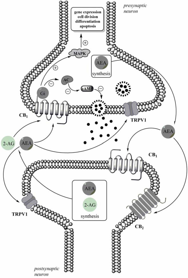 Schematic illustration of the eCBs action on CB receptors. 2-AG is synthetized in the postsynaptic dendritic compartment, whereas AEA synthesis may occur post- and pre-synaptically. eCBs are released into extracellular and act as retrograde messengers. Activation of CB1 receptors are associated with Gi-dependent inhibition of adenylyl cyclase (AC) activity, which evoked a decrease of the production of cAMP and resulted in modulation of neurotransmitter release. Via the G-protein, activation of the CB1 receptor activates MAPK pathway, affecting intracellular gene expression, cell division, differentiation and apoptosis.