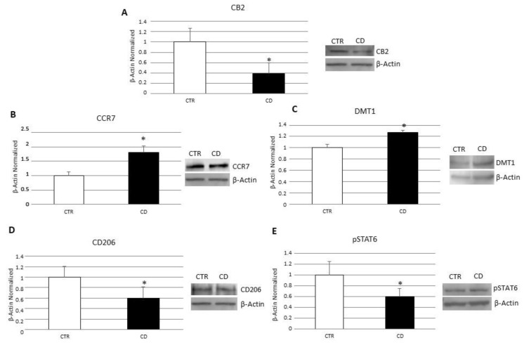 Characterization of CD macrophages. CB2 (A), CCR7 (B), DMT1 (C) CD206 (D) and pSTAT6 (E) protein levels, determined by Western Blot loading 15 μg of total lysate, in macrophages from 5 celiac disease (CD) patients compared with macrophages from 5 healthy donors (CTR). The most representative images are displayed. Image Studio Digits software has been used to detect protein bands. The intensity ratios of immunoblots compared to CTR, considered 1, were quantified after normalizing with respective controls. The histograms represent the relative quantification for CB2, CCR7, DMT1, CD206 and pSTAT6 expression, normalized for the housekeeping protein β-Actin, as mean ± SD of independent experiments on each individual sample. A t-test has been used for statistical analysis. * Indicates p ≤ 0.05 compared to CTR.