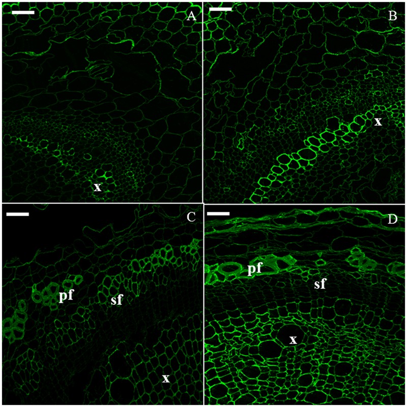 Immunodetection of the CBM3a epitope specific for crystalline cellulose. H6 (A, top left), H9 (B, top right), H15 (C, bottom left), H20 (D, bottom right). pf, primary bast fiber; sf, secondary bast fiber; x, xylem. Scale bar: 50 μm.