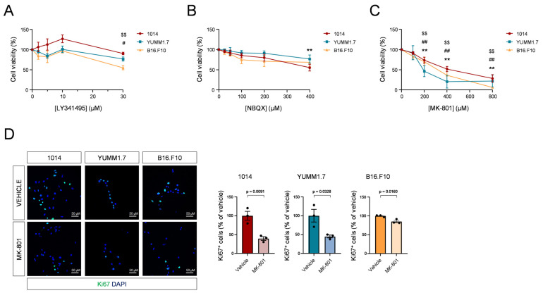 Blockade of NMDARs, but not mGluRs or AMPARs, impairs mouse melanoma cell growth. (A). Percentage of viable 1014, YUMM1.7 or B16.F10 cells after exposure to vehicle or 2, 5, 10, 20, or 30 µM of the pan-mGluR antagonist LY341495 for 48 h. Comparisons were made by one-way ANOVA with Dunnett’s post-hoc test. # p < 0.05 (YUMM1.7 cell line) from vehicle condition, $$ p < 0.01 from vehicle condition (B16.F10 cell line). (B). Percentage of viable 1014, YUMM1.7, or B16.F10 cells after exposure to vehicle or 25, 50, 100, 200, or 400 µM of the AMPAR-selective antagonist NBQX for 48 h. Comparisons were made by one-way ANOVA with Dunnett’s post-hoc test. ** p < 0.01 from vehicle condition (1014 cell line). (C). Percentage of viable 1014, YUMM1.7, or B16.F10 cells after exposure to vehicle or 100, 200, 400, or 800 µM of the NMDAR-selective antagonist MK-801 for 48 h. ** p < 0.01 from vehicle condition (1014 cell line), ## p < 0.01 (YUMM1.7 cell line) from vehicle condition, $$ p < 0.01 from vehicle condition (B16.F10 cell line). Comparisons were made by one-way ANOVA with Dunnett’s post-hoc test. (D). Percentage of proliferating, Ki67-immunoreactive cells after exposure to vehicle or 400 µM MK-801 for 24 h. Representative images are shown on the left-hand side, and dot plots showing quantifications relative to total cell nuclei of each individual experiment are shown on the right-hand side. Comparisons were made by unpaired Student’s t test.