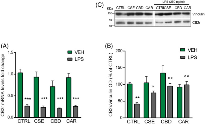 RT‐qPCR analysis of CB2r transcript (A) and protein (B) levels measured by western blot following the CSE, CBD, and CAR (1 μg/ml) treatments in unstimulated and LPS‐stimulated BV‐2 cells (250 ng/ml). (C) Immunoblot represents protein levels of CB2r and the endogenous target vinculin. Each column represents mean ± SEM. Data were analyzed by one‐way analysis of variance followed by Tukey: **p < .01, ***p < .0001, versus CTRL group; °p < .05, °°p < .01, versus LPS (n = 6 for mRNA, n = 4 for protein). CAR, β‐caryophyllene; CBD, cannabidiol; CSE, Cannabis sativa extract; LPS, lipopolysaccharide; SEM, standard error of the mean