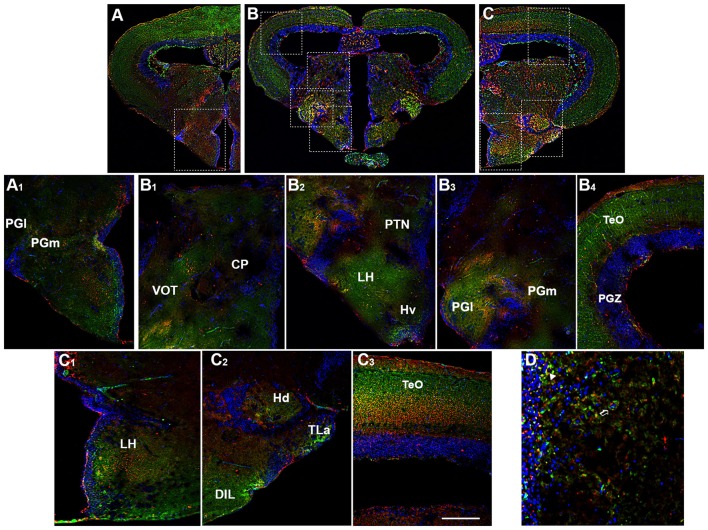 Distribution of OX-2R (red) and CB1R (green), and their co-localization OX-2R/CB1R (yellow) in coronal sections of the diencephalon/midbrain. (A–C) OX-2R/CB1R co-expression has been observed in the lateral (PGl) and medial (PGm) preglomerular nuclei, VOT, central posterior thalamic nucleus (CP), posterior tuberal nucleus (PTN), lateral hypothalamus (LH), ventral zone of the periventricular hypothalamus (Hv), periventricular gray zone of the optic tectum (PGZ), optic tectum (TeO), dorsal zone (Hd) of the periventricular hypothalamus, torus lateralis (Tla), diffuse nucleus of inferior lobe (DIL). (A1) Higher magnification of the field boxed in (A) showing the OX-2R/CB1R co-expression within the PGl and PGm. (B1–B4) Higher magnification of the fields boxed in (B) showing the OX-2R/CB1R co-expression within the CP and VOT (B1), PTN, LH and Hv (B2), PGl and PGm (B3), TeO and PGZ (B4). (C1–C3) Higher magnification of the fields boxed in (C) showing the OX-2R/CB1R co-expression within the LH (C1), Hd, Tla and DIL (C2), TeO (C3). (D) Detail of OX-2R/CB1R co-expression in LH: arrow showing a putative adjacent localization of OX-2R/CB1R and arrowhead showing a putative co-localization and overlapping of OX-2R/CB1R in the same cells. DAPI (Blue) was used as a counterstaining to show nuclei. Scale bar, 250 μm for (A–C); 50 μm for (A1,B1–B4,C1–C3); 25 μm for (D).