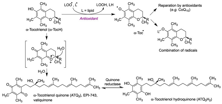 Mechanism of the antioxidant activity of tocopherol in cell membranes and its metabolism to yield α-tocotrienol quinone (vatiquinone) and its α-tocotrienol hydroquinone.