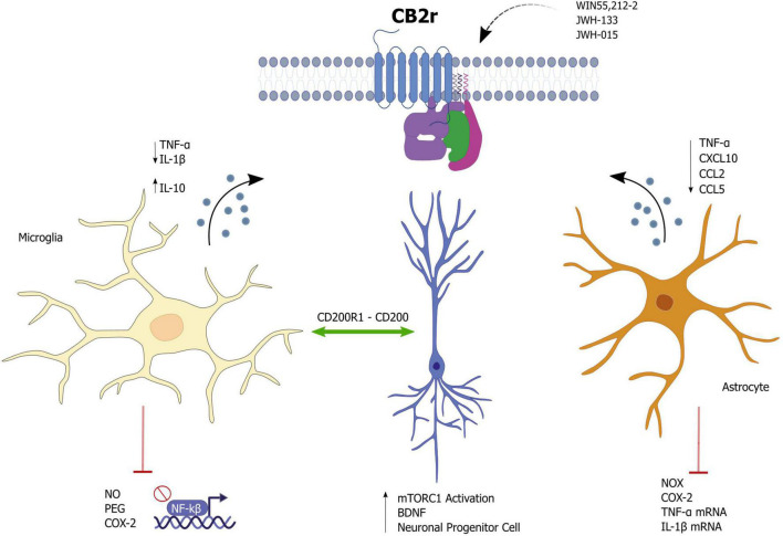 Effects of cannabinoid receptor 2 (CB2r) activation as a potential modulator of neuroinflammation.