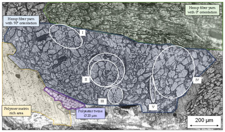Microsection of hemp–rPLA organo sheet.