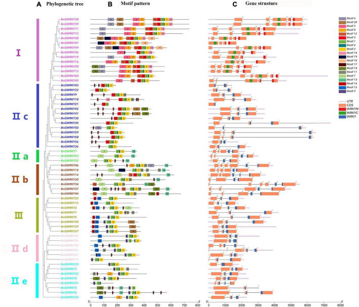 Phylogenetic relationships, conserved motifs and gene structure of WRKY genes from ramie. (A) The neighbor-joining tree based on the full-length protein sequences of 60 Boehmeria nivea WRKYs with 1,000 bootstrap replicates. (B) The motif composition of ramie WRKY proteins. The sequence information for each motif is provided in Supplementary Table 2. (C) The intron–exon structures of BnGWRKY genes. The WRKY domains are highlighted by blue/red/green boxes. The number indicates the phases of corresponding introns.