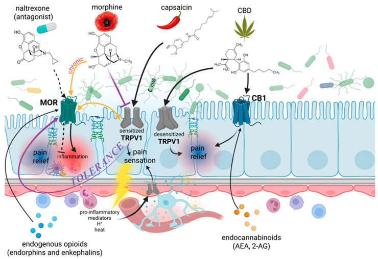 The interplay between opioid and cannabinoid pathways, with particular emphasis on the interactions between MOR, CB1, and TRPV1 receptors in the bowel. The figure also presents the possible influence of selected psychoactive substances of plant or endogenous origin on visceral hypersensitivity and inflammation, which may facilitate the invasion of intestinal bacteria, including E. coli. 2-AG, 2-arachidonylglycerol; AEA, anandamide; CB1, type 1 of cannabinoid receptor; CBD, cannabidiol; H+, hydrogen ions; MOR, µ-opioid receptor; TRPV1, transient receptor potential vanilloid-1. Created in BioRender. Modrzejewska, M. (26 February 2026) https://BioRender.com/kg2lm8r.
