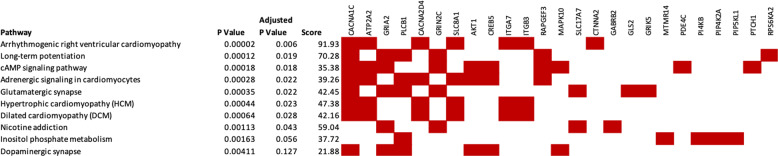 Genetic networks enriched within the hypermethylated CpG sites identified in the cannabis-only analysis.Pathways from KEGG 2019. Genes shown by filled cells are hypermethylated in cannabis-only users and included in named pathway.
