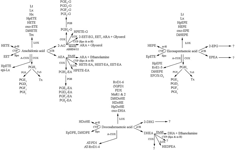 Main lipid mediators produced from ARA, DHA and EPA. ARA, DHA and EPA are precursors to multiple metabolites, including oxylipins produced by cyclooxygenase (COX) and acetylated COX-2 (A-COX), lipoxygenase (LOX) and cytochrome P450 (CYP) enzymes and the endocannabinoids (eCB). The major pathways in the synthesis of ARA, DHA and EPA-derived endocannabinoids are shown in Fig. 3. 2-AG 2-arachidonoylglycerol, 2-DHG 2-docosahexaenoylglycerol, 2-EET-EG 2-epoxy-eicosatrienoic acid glycerol, 2-EPG 2-eicosapentaenoylglycerol, ABHD6/12 α/β-Hydrolase domain containing 6 or 12, AEA N-arachidonoylethanolamide (anandamide), AT aspirin-triggered, DHEA N-docosahexanoylethanolamine (synaptamide), DiHDoHE dihydroxy-docosahexaenoic acid, DiHDPE dihydroxy-docosapentaenoic acid, DiHEPE dihydroxy-eicosapentaenoic acid, DiHETE dihydroxy-eicosatetraenoic acid, DiHETrE dihydroxy-eicosatrienoic acid, EDP epoxy-docosapentaenoic acids, EET epoxy-eicosatrienoic acid, EET-EA epoxy-eicosatrienoic acid ethanolamide, EETeTr epoxy-eicosatetraenoic acids, EFOX electrophilic fatty acid oxo-derivatives, EpDPE epoxy-docosapentaenoic acid, EPEA N-eicosapentaenoylethanolamine, EpETE epoxy-eicosapentaenoic acid, EpETrE epoxy-eicosatrienoic acid, Epo epoxygenase, FAAH fatty acid amide hydrolase, HDoHE hydroxy-docosahexaenoic acid, HEDPEA hydroxy-epoxy-docosapentaenoyl ethanolamide, HEET-EA hydroxyepoxy-eicosatrienoic acid ethanolamide, HEPE hydroxy-eicosapentaenoic acid, HETE hydroxy-eicosatetraenoic acid, HETE-EA hydroxy-eicosatetraenoic acid ethanolamide, HHTrE hydroxy-heptadecatrienoic acid, HpDoHE hydroperoxy-docosahexaenoic acid, HpEPE hydroperoxy-eicosapentaenoic acid, HpETE hydroperoxy-eicosatetraenoic acid, Hx hepoxilin, Lt leukotriene, Lx lipoxin, MAGL monoacylglycerol lipase, MaR maresin, (N)PD1 (neuro)protection D1, oxo-EET oxo-eicosatetraenoic acid, PGD prostaglandin D metabolite, PGE prostaglandin E metabolite, PGF prostaglandin F metabolite, PGI prostacyclin, PGS prostaglandin E, D or F or prostacyclin synthase, PD protectin, RvD resolvin D series, RvE resolvin E series, Tx thromboxane, TxS thromboxane synthase, Trx trioxilin, from DHA and hydroxy-eicosapentaenoic ϖ-hydrolase