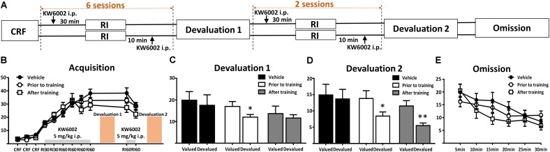 Pharmacological blockade of A2ARs prior to and post daily training session promoted goal-directed seeking but not acquisition of instrumental conditioning. (A) Experimental design schematic with KW6002 injected intraperitoneally prior to and post-training. (B) There was no significant difference in acquisition of instrumental learning among these groups for lack of between groups effect (p = 0.593) and training X drug administration groups interaction effect (p = 0.108). (C) In the first devaluation test, mice with KW6002 injected prior to training showed sensitive to outcome devaluation (p = 0.021, ∗p < 0.05), compared to vehicle (p = 0.223) and that with KW6002 treated post-training (p = 0.539). (D) Then after two additional days of RI60 training, whatever KW6002 administered prior to (p = 0.034, ∗p < 0.05) or post (p = 0.008, ∗∗p < 0.01) training, mice displayed sensitive to outcome devaluation in the second devaluation test compared to the vehicle group (p = 0.482). (E) All mice decreased their lever presses indistinctively in the omission test in which the action-outcome contingency was reversed, showing neither testing time X drug administration groups interaction effect (p = 0.359) nor between-subject effect of drug administered groups (p = 0.836). All data was analyzed by two-way ANOVA for repeated measurement, followed by post hoc comparison with Bonferroni test (n = 8/group).