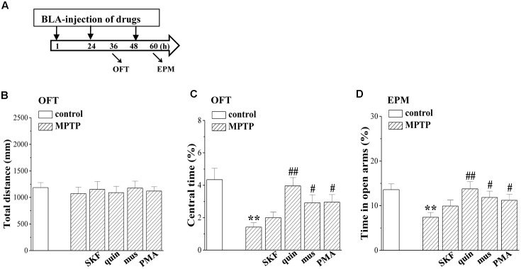 Involvement of MPTP- impaired LTD induction in affective disorder. (A) Time chart of the experimental procedure. ↓: time of drug administration; ↘: time of OFT and EPM, respectively. (B–D) Bar graphs show the distance traveled in OFT, the time spent in the central partition, and the time in open arms of EPM in control mice and MPTP-mice treated with BLA-injection of muscimol (mus), SKF38393 (SKF), quinpirole (quin) or PMA. Two-way ANOVA, (C) MPTP: F(1,69) = 16.534, p < 0.001; drugs: F(1,69) = 22.817, p = 0.008, (D) MPTP: F(1,69) = 9.881, p = 0.002; drugs: F(1,69) = 7.596, p = 0.007. ∗∗p < 0.01 vs. control mice; #p < 0.05 and ##p < 0.01 vs. MPTP-mice.