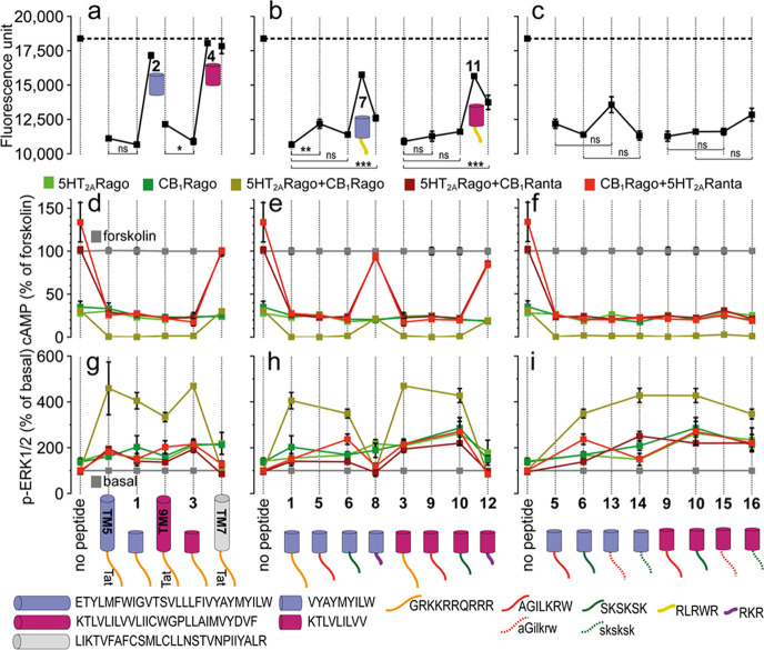 (a–c) BiFC analysis of the effect of designed peptides on CB1R–5HT2AR heteromerization. Fluorescence (530 nm) of HEK-293T cells transfected with 5HT2AR-cYFP and CB1R-nYFP treated with a vehicle (no peptide) or 4 μM peptide for 4 h. Values are mean ± SEM of n = 10–30; TM5-Tat and Tat-TM6 are positive controls, whereas TM7-Tat is a negative control; ns (no significant), *(p < 0.05), **(p < 0.01), and ***(p < 0.001) represent significantly different (two-tailed) values (one-way ANOVA followed by Tukey’s multiple comparison tests). (d–i) Effect of designed peptides on the decrease in FK-induced cAMP (d–f) or increase in ERK1/2 phosphorylation. (g–i) Transfected cells preincubated with a vehicle (no peptide) or with 5HT2AR (5HT2ARago, DOI, 100 nM) or CB1R (CB1Rago, WIN, 100 nM) agonists or with 5HT2AR (5HT2ARanta, MDL, 300 nM) or CB1R (CB1Ranta, RIM, 1 μM) antagonists and combinations thereof, in the presence or absence of 0.5 μM FK. Values in panels (d–f) are mean ± SEM of n = 3–6 of FK-treated cells. Quantification of phosphorylated ERK-1/2 was determined by the α-screen bead-based technology. Values in panels (g–i), expressed as a percentage of basal (nontreated cells), are mean ± SEM of n = 4–9. Two-way ANOVA followed by Tukey’s multiple comparison tests was used to analyze the data (Table S5). Cartoons depict the designed peptides (cylinders with color codes as in Figure 1) fused to different CPPs (lines).
