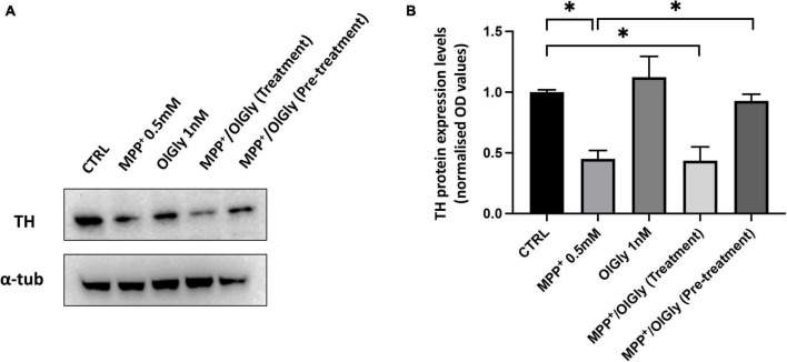 Expression of TH in differentiated SH-SY5Y cells. (A) Western blots of SH-SY5Y cell proteins with or without treatment with MPP+, OlGly, MPP+/OlGly (simultaneous treatment), and MPP+/OlGly (pre-treatment) probed with anti-TH-specific antibody. (B) Quantification of the data shown in (A). The bars represent the ratio of anti-TH vs. α-tubulin expression. Data are expressed after normalization to the ratio OD TH/OD-tubulin in each group. Data are represented as mean ± SEM (n = 3). One-way ANOVA has been used for statistical analysis. Asterisks denote values statistically significant (p < 0.05).