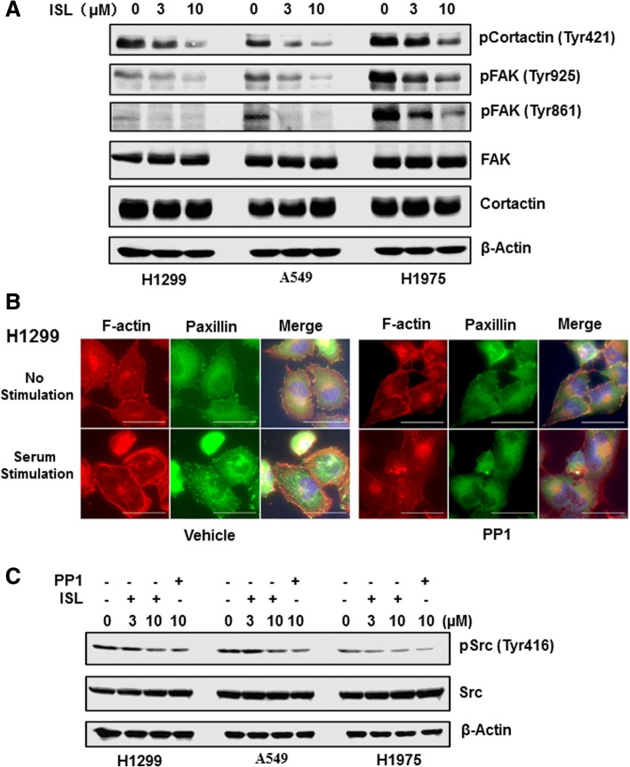 ISL interferes with Src signaling in lung cancer cells. a Cells were treated with vehicle, 3 or 10 μM ISL for 24 h and then lysed for western blotting to detect Tyr421-phosphorylated cortactin, Tyr861-, Tyr925-phosphorylated FAK, cortactin, FAK and β-actin with the respective antibodies. b H1299 cells were treated with vehicle or 10 μM PP1 for 24 h in serum-free condition, then stimulated with 10% FCS for 1 h followed by immunostaining with phalloidin (red) and paxillin mAb (green). A representative view was chosen for photography. c Cells were treated with vehicle, ISL or PP1 for 24 h and then lysed for western blotting to detect Tyr416-phosphorylated Src, Src and β-actin with the respective antibodies