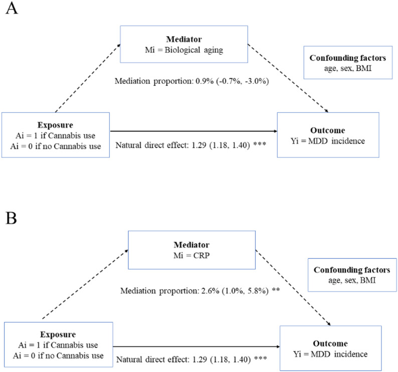 Mediation analysis of the association between cannabis use and depression. A Mediator of biological aging; B Mediator of CRP. CRP C-reactive protein, MDD Major depressive disorder, BMI Body mass index. *P < 0.05, **P < 0.01, ***P < 0.001