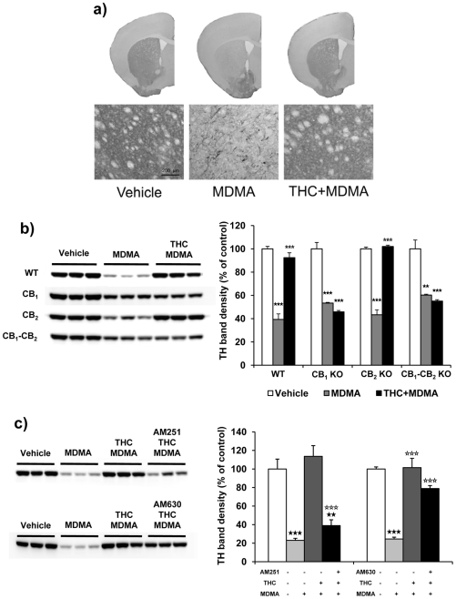 THC prevents MDMA-induced reduction of TH levels in the striatum through CB1 activation.Striatum TH immunostaining of wild-type animals treated with THC (3 mg/kg, i.p.) and MDMA (20 mg/kg, i.p.) housed at 26±1°C. A representative TH immunostaining of the whole brain, and 10x images are shown (a). TH protein levels of wild-type, CB1, CB2, and double CB1/CB2 knockout mice (b) and AM251 and AM630-treated mice (c), receiving THC (3 mg/kg, i.p.) and MDMA (20 mg/kg, i.p.) and housed at 26±1°C. A representative TH immunoblot from striatum homogenates is shown. Animals were sacrificed and tissue was removed 48 h after the last injection. TH band densities were quantified. Data are expressed as mean ± SEM of percentage of density compared to controls (n = 3). ★★ p<0.01, ★★★ p<0.001 when compared with vehicle-treated group. ⋆ p<0.05, ⋆⋆⋆ p<0.001 when compared with MDMA-treated group. § p<0.05, §§ p<0.01, when compared with wild-type group (Tukey's test).