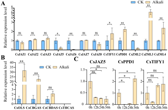 Relative expression levels of TIFY in C. sativa. under different treatments. (A) Relative expression level of CsTIFYs under alkaline stress. (B) Relative expression of 4 genes involved in cannabinoid metabolic pathways under alkaline stress. (C) Relative expression levels of CsJAZ5, CsPPD1, and CsTIFY1 under alkali stress at 0, 12, 24, and 36 h. * represents p < 0.05; ** represents p < 0.01; ns represents p > 0.05.