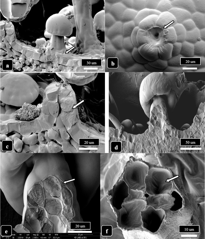 Trichome stalk elongation in capitate trichomes of cannabis genotype MD. a Early development of a stalk arising from extension of the epidermal cells of the bract tissue (arrow). b A ring of six raised epidermal cells demarks the early initiation of the stalk. c The elongation of the stalk occurs by expansion and upward growth (arrow) of the epidermal cell layer as seen in this longitudinal section through a stalk. d, e Longitudinal sectional view of a fully formed stalk on a capitate trichome showing the involvement of epidermal and hypodermal cells to form the stalk. f Cross-sectional view of a stalk showing the organization of the six cells. The interior of the cells can be seen (arrow)