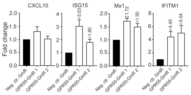 Suppression of GPR55 promotes several ISGs expression. Two GmRs targeting GPR55 and Neg. ctr.GmR were transfected in Huh-7.5 cells. Cells were collected at 48 h later and ISGs expression was measured by qRT-PCR. qRT-PCR data was normalized to GAPDH. The data are shown as the mean ± SEM of at least three independent experiments. * p ≤ 0.05 and ** p ≤ 0.01. Altered mRNA level with significance are marked with numbers at the top of the bar. The numbers indicate fold changes of mRNA expression after GmRs treatment.