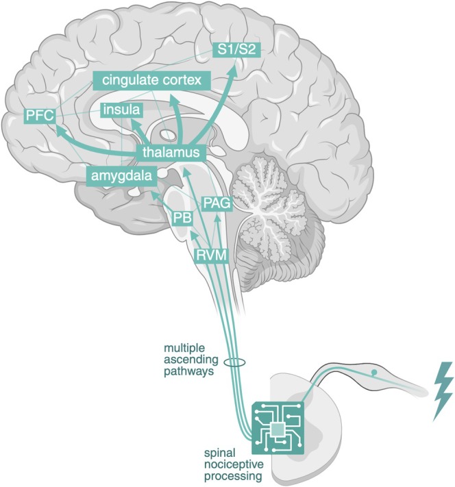 Nociception. Nociceptive information is transmitted to the dorsal horn of the spinal cord. After spinal nociceptive processing involving a complex network of interneurons, it is transmitted to the brain via multiple ascending pathways, resulting in a parallel architecture distributing nociceptive information through complex, diverse, and highly interconnected routes. A key relay is the thalamus, a highly connected hub that not only transmits but also filters and integrates sensory input through extensive cortical and subcortical interactions. Throughout these circuits, nociceptive processing is modulated by descending pathways (not shown). RVM, rostral ventromedial medulla; PB, parabrachial complex; PAG, periaqueductal gray; S1/S2, somatosensory cortices; PFC, prefrontal cortex. Created in BioRender. van Strien, W. (2025), https://BioRender.com/21yf1kj.