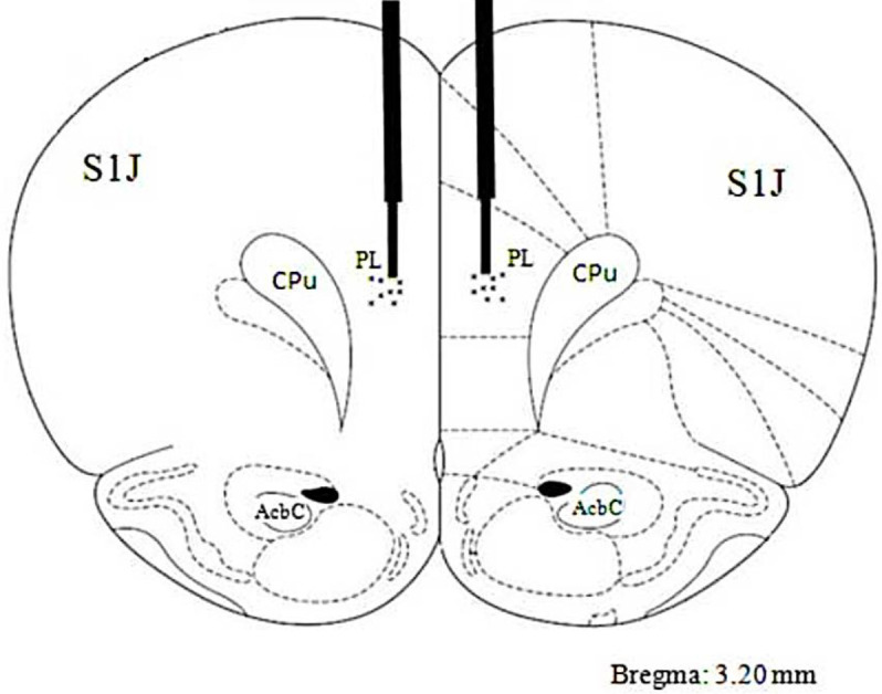 The approximate position of the tips of the infusion needles in the PL area for all intracerebral injections in the performed experiments on the coronal section which is taken from the Paxinos and Watson atlas