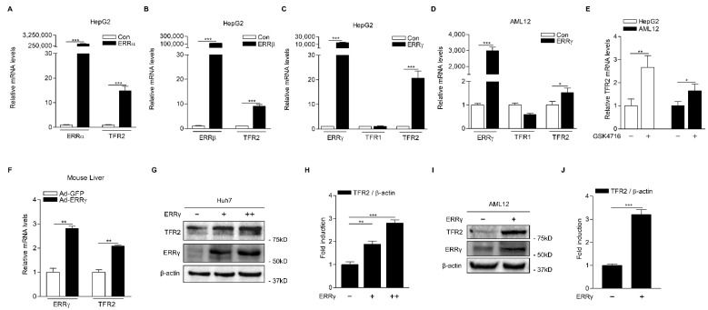 ERRγ increases TFR2 mRNA and protein levels. (A–C) Q-PCR analysis showing ERRγ, TFR1, and TFR2 mRNA levels. HepG2 cells were transfected with vectors expressing ERRα (A), ERRβ (B), and ERRγ (C) for 48 h. (D) Q-PCR analysis showing ERRγ, TFR1, and TFR2 mRNA levels. AML12 cells were transfected with vector expressing ERRγ for 48 h. (E) Q-PCR analysis showing TFR2 mRNA levels. HepG2 cells and AML12 cells were treated with GSK4716 (10 μM) for 12 h. (F) Q-PCR analysis showing ERRγ and TFR2 mRNA levels in the liver. Ad-GFP and Ad-ERRγ were injected via tail veins into male C57BL/6J mice (n = 3 per group). Mice were then sacrificed at day 6. (G,H) Western blot analysis (G) and graphical representation (H) showing TFR2 protein levels. Huh7 cells were transfected with vector expressing ERRγ (+: 1 μg, ++: 3 μg) for 48 h. (I,J) Western blot analysis (I) and graphical representation (J) showing TFR2 protein levels. AML12 cells were transfected with a vector expressing ERRγ (+: 3 μg) for 48 h. Experiments were performed in duplicate (G–J) or triplicate (A–F) and repeated at least twice. Error bars show ± SD. * p < 0.05, ** p < 0.01, *** p < 0.001 by two-tailed Student’s t-test.