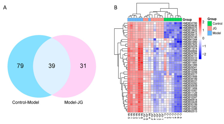 Common differential metabolites (DMs) among the Control, Model, and JG groups. (A) Venn diagram showing common DMs that appeared in each group. (B) Heatmap showing the differences in expression of the DMs in the three groups. Red and blue colors indicate higher or lower expression, respectively.