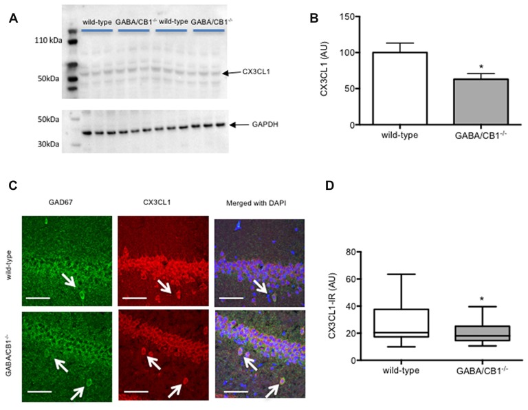 (A) Representative images of CX3CL1 and glyceraldehyde-3-phosphate dehydrogenase (GAPDH) immunoblots of hippocampal samples from control WT and GABA/CB1−/− mice. (B) Western blot analysis of hippocampal CX3CL1 levels using control WT and GABA/CB1−/− mice. *p < 0.05 using Student’s t-test; n = 9. (C) Representative microphotograph of confocal images of GAD67 (green) and CX3CL1 (red) colocalization. Scale bar represents 50 μm. White arrows point to GAD67-positive GABAergic neurons. (D) CX3CL1 immunoreactivity in GAD-67-positive GABAergic neurons in the hippocampus of saline-treated WT and GABA/CB1−/− mice. *p < 0.05 using Mann-Whitney test; n = 36–39.