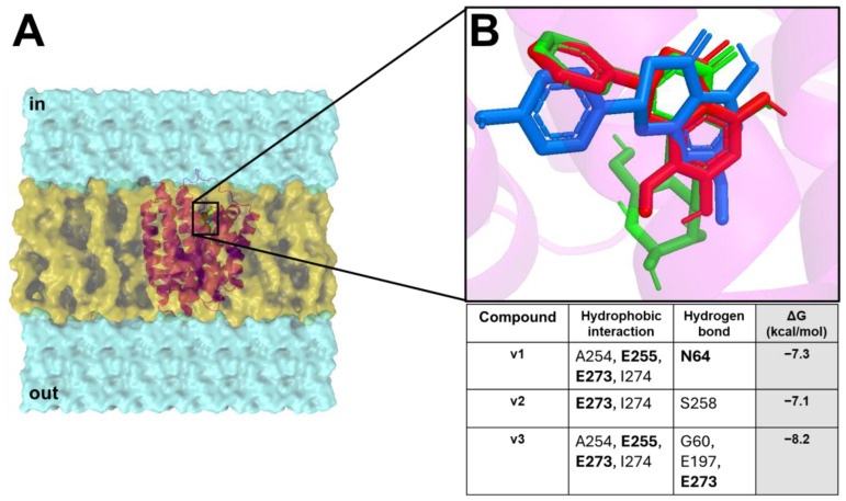 B. subtilis ChaA/VCE extract compound interaction overview. (A) B. subtilis ChaA 3D structure (magenta cartoon) inside the bilayer (yellow surface), and the cytoplasm and extracellular side (cyan surface). (B) Enlargement of the binding pocket in complex with v1 (red stick), v2 (blue stick), and v3 (green stick). The table reports all interaction networks of the compound in complex with the target. The residues marked in bold represent the key binding residues of the target.