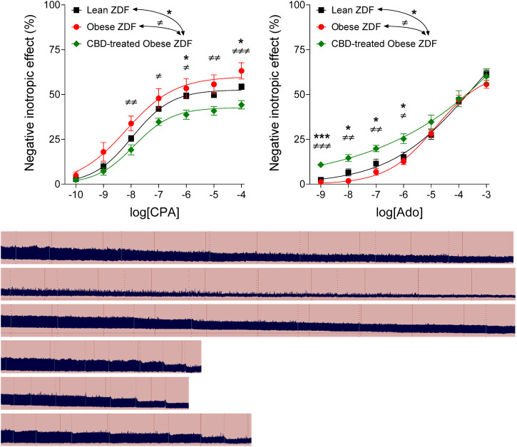 The direct negative inotropic effect of CPA and adenosine in isolated and paced atria of lean and obese types of Zucker Diabetic Fatty (ZDF) rats, without or with a previous in vivo cannabidiol (CBD) treatment (for the obese ZDF rats). On the top, two x-y graphs are presented, while below, six original records are shown (top three: response to CPA; bottom three: response to adenosine; in the order of the labels on the graphs). The x-axis denotes the common logarithm of the molar concentration of the given agonist (in the bathing medium), while the y-axis indicates the effect (as a percentage decrease in the initial contractile force). The symbols show the responses to the given agonist averaged within the groups (±SEM), and the curves illustrate the fitted Hill equation (Eq. 1). The vertical dotted lines on the original records denote the administration of the agonist doses. CPA: N6-cyclopentyladenosine; Ado: adenosine; *: comparison of the CBD-treated Obese ZDF group (n = 6) with the Lean ZDF group (n = 8); ≠: comparison of the CBD-treated Obese ZDF group with the Obese ZDF group (n = 4); the number of marks means the level of statistical significance (one mark: p < 0.05, two marks: p < 0.01, three marks: p < 0.001).