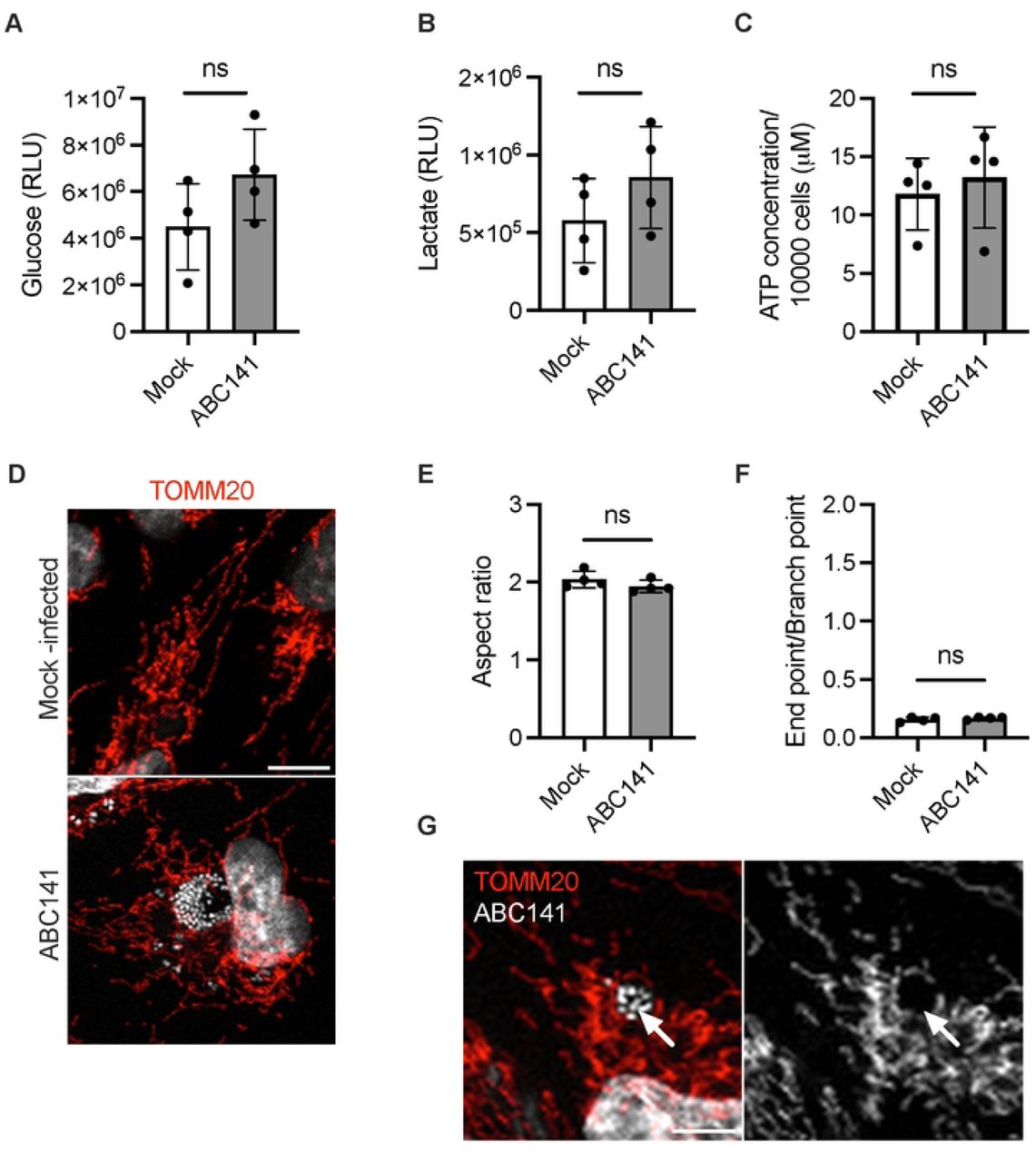 ABC141 does not induce a metabolic shift, energy depletion nor pertubation of the mitochondial network morphology.(A) Quantification of the intracellular glucose and (B) lactate levels in mock and ABC141-infected endothelial cells at 24 h. Data correspond to the means of relative luminescence (RLU) ± SD of 4 independent experiments. (C) Quantification of the intracellular ATP concentration in mock and ABC141-infected endothelial cells at 24 h, normalized to the total number of cells. Data correspond to the means ± SD of 4 independent experiments. (D) Representative confocal immunofluorescence microscopy images of the mitochondial network inmock- or ABC141 infected cells at 24h post-inoculation. Mitochondria were visualized with anti-TOMM20 antibody (red) and bacteria with Dapi (white). (E) Quantification of the Aspect Ratio or (F) End point-branch point ratio in mock and ABC141-infected cells. For both data are means ± SD, N = 4. (G) Confocal micrograph to exemplify mitochondrial accumulation on ABC141 ACVs at 24h post-infection. For all graphs comparisons were done with two-tailed unpaired t test and “ns” denotes non-significant. All scale bars correspond to 10 µm.