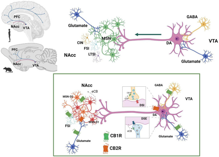 Endocannabinoid system at the mesolimbic circuit. The dopaminergic neurons of the mesolimbic (MSL) system originate in the ventral tegmental area (VTA) and project to the nucleus accumbens (NAcc) and the prefrontal cortex (PFC) (Ikemoto, 2007). Dopaminergic neurons’ activity is regulated by GABAergic and glutamatergic inputs at the VTA. NAcc neuronal population includes predominantly GABAergic median spiny projection neurons (MSN) (90–95%) and three different types of interneurons: cholinergic interneurons (CIN), GABAergic fast spiking interneurons (FSI) and GABAergic persistent low threshold spiking interneurons (LTSI). Within the MSL system, eCBs are released from dopamine neurons in the VTA and from MSN in the NAcc. CB1R are expressed on GABAergic (Szabo et al., 2002) and glutamatergic (Melis, 2004) axon terminals of the VTA and on afferent glutamatergic axon terminals (Robbe et al., 2001) and GABAergic FSI (Winters et al., 2012) of the NAcc. CB2R have been reported to be expressed on dopaminergic neurons at the VTA (Zhang et al., 2014, 2017) as well as on MSN-D1 neurons at the NAcc (Zhang et al., 2022). Created with BioRender.com.