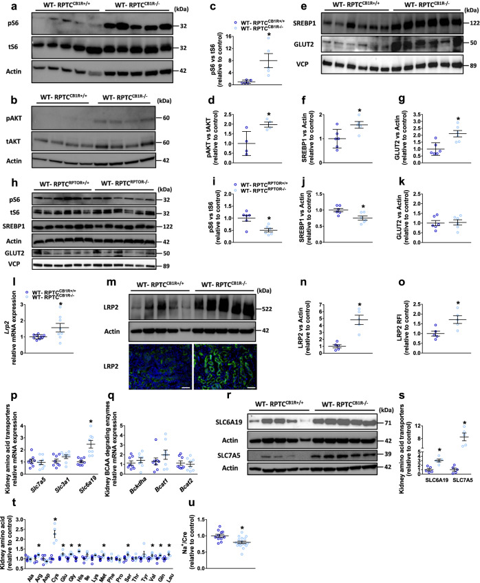 CB1R regulates mTORC1 activation under normoglycemic conditions.a, c Immunoblotting analysis and quantification of pS6 in kidney lysates from WT-RPTCCB1R+/+ and WT-RPTCCB1R−/− normoglycemic mice. n = 5 mice per group (*P = 0.0166). b, d Immunoblotting analysis and quantification of pAKT in kidney lysates from WT-RPTCCB1R+/+ and WT-RPTCCB1R−/− normoglycemic mice. n = 4 mice per group (*P = 0.0275). e–g Immunoblotting analysis and quantification of SREBP1c and GLUT2 in kidney lysates from WT-RPTCCB1R+/+ and WT-RPTCCB1R−/− normoglycemic mice. n = 6 mice per group (*P < 0.0264). h–k Immunoblotting analysis and quantification of pS6, SREBP1c, and GLUT2 in kidney lysates from WT-RPTCRPTOR+/+ and WT-RPTCRPTOR−/− normoglycemic mice. n = 6 mice per group (*P < 0.0136). l qPCR analyses of megalin (Lrp2) in kidney lysates from WT-RPTCCB1R+/+ and WT-RPTCCB1R−/− normoglycemic mice. n = 9 mice for WT-RPTCCB1R+/+, n = 8 mice for WT-RPTCCB1R−/− (*P = 0.0395). m Representative LRP2 immunoblotting and immunofluorescence staining of kidney sections from WT-RPTCCB1R+/+ and WT-RPTCCB1R−/− normoglycemic mice. 10× magnification, scale bar 100 µm. n = 5 mice per group. n Immunoblotting quantification of LRP2 in kidney lysates from WT-RPTCCB1R+/+ and WT-RPTCCB1R−/− normoglycemic mice. n = 5 mice per group (*P = 0.0007). o Immunofluorescence quantification for LRP2 in kidney sections from WT-RPTCCB1R+/+ and WT-RPTCCB1R−/− normoglycemic mice. 10× magnification, scale bar 100 µm. n = 5 mice per group (*P = 0.0164). p qPCR analysis of amino acid transporters in kidney lysates from WT-RPTCCB1R+/+ and WT-RPTCCB1R−/− normoglycemic mice. n = 8 mice per group (*P = 0.0007). q qPCR analysis of BCAA degrading enzymes in kidney lysates from WT-RPTCCB1R+/+ and WT-RPTCCB1R−/− normoglycemic mice. n = 8 mice per group. r, s Immunoblotting analysis and quantification of SLC6A19 and SLC7A5 in kidney lysates from WT-RPTCCB1R+/+ and WT-RPTCCB1R−/− normoglycemic mice. n = 5 mice per group (*P < 0.0017). t LC-MS/MS quantification of amino acids in kidney lysates from WT-RPTCCB1R+/+ and WT-RPTCCB1R−/− normoglycemic mice. n = 5 mice per group (*P < 0.0354). u Urinary Na+ levels normalized to the creatinine concentration. n = 11 mice for WT-RPTCCB1R+/+, n = 17 mice for WT-RPTCCB1R−/− (*P = 0.0031). Data represent the mean ± SEM and were analyzed by unpaired two-tailed Student’s t-test. *P < 0.05 relative to the corresponding control groups. Source data are provided as a Source Data file.
