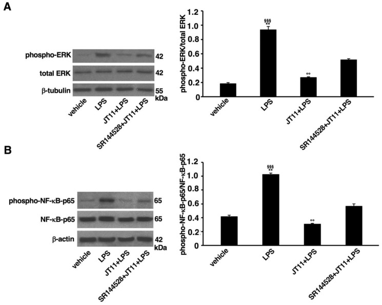JT11 modulates the pro-inflammatory signal activated by bacterial lipopolysaccharide (LPS) in human peripheral blood mononuclear cells (PBMCs). PBMCs from healthy donors were pretreated for 1 h with JT11 (2 μM) and then stimulated with LPS (100 ng/mL) for 1 h. Alternatively, PBMCs were analyzed in presence of selective CB2R antagonist SR144528 (1 μM). Analysis of the phosphorylated ERK1/2 (A) and p65 subunit of nuclear factor-κB (NF-κB-p65) (B) by Western blot. Protein extracts were separated by SDS-PAGE (10% acrylamide) and analyzed using anti-phospho-ERK1/2, anti-ERK1/2, anti-phospho-NF-κB-p65 and anti-NF-κB-p65 Abs. Densitometric phosphor-ERK1/2/total ERK1/2 and phospho-NF-κB-p65/total NF-κB-p65 ratios are shown in the right panels of the figure. Data are reported as mean ± SD from three independent experiments. Statistical analysis indicated: ** p < 0.001 vs. vehicle; §§§ p < 0.0001 vs. JT11 + LPS; °° p < 0.001 vs. SR144528 + JT11 + LPS.