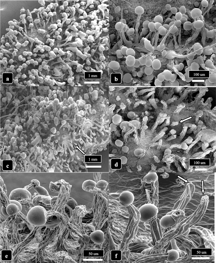 The effect of post-harvest handling practice on capitate trichome integrity of cannabis genotype “Pink Kush.” a A sample that was hand-trimmed to remove the inflorescence leaves before drying shows the majority of trichomes are intact and glandular heads are present. b Close-up view of trichomes in a hand-trimmed sample showing all glandular heads are intact. c A sample that was mechanically-trimmed to remove the inflorescence leaves shows a loss of trichomes and many heads have become detached (arrows). d Close-up view of trichomes in a mechanically trimmed sample showing many glandular heads are broken off or shriveled (arrow), especially at the edges of the bracts. e, f The dried stalks after 5 days of drying at 50–55% relative humidity show the outlines of the epidermal/hypodermal cells that make up the stalk. Most glandular heads are intact; a few have broken off (arrows). The cuticle is intact